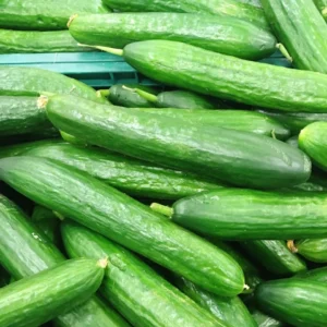 نمایندگی خرید و قیمت بذر خیار ایمپالا F1 کد K14