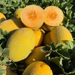 بذر ملون تارا برگمن سیدز