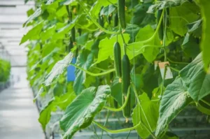 اهمیت تعادل رطوبتی در فضای پرورش خیار 