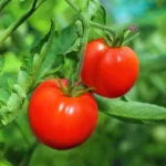 بذر گوجه فرنگی روبی