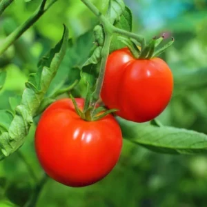 بذر گوجه فرنگی روبی