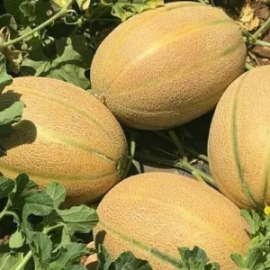 نمایندگی خرید و قیمت بذر ملون آلبا F1 کد N44